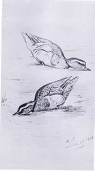 Garganey alimentando, pub. por Book Club Associates, 1972